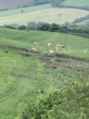 Cows on our path - pass with care!